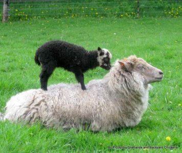 Rainy Day Sheep Image